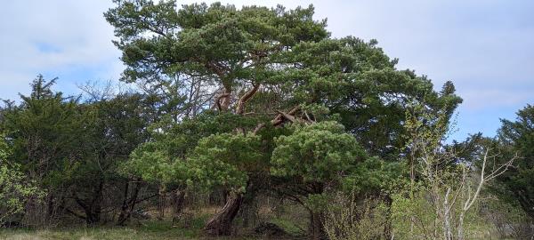 Pinus sylvestris