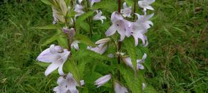Giant Bellflower