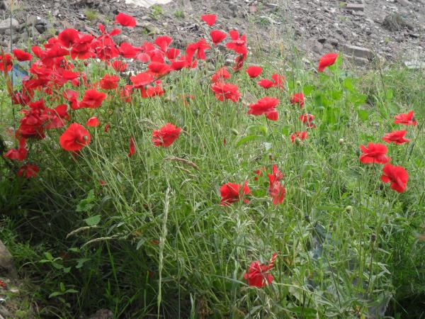 Planting and caring for the common poppy 