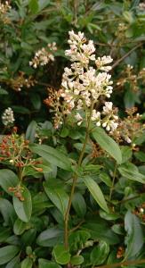 Garden Privet