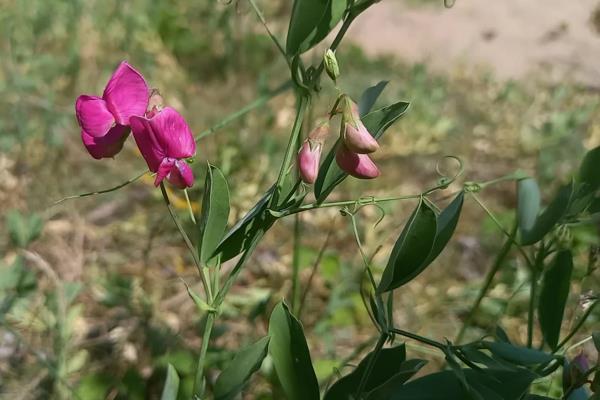 Lathyrus tuberosus