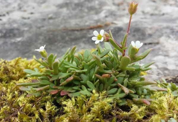 Saxifraga tridactylites