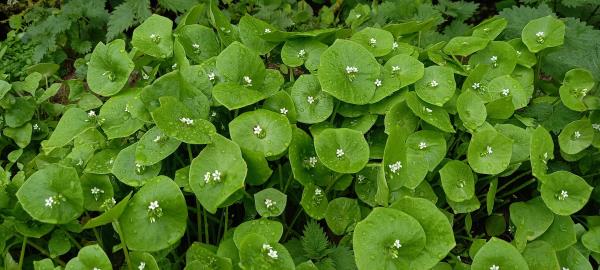 Claytonia perfoliata