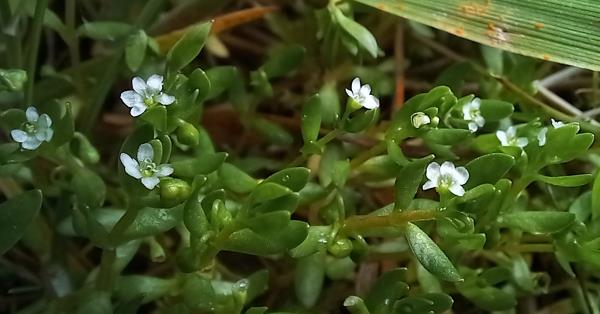 Montia fontana