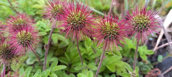Acaena novae-zelandiaea