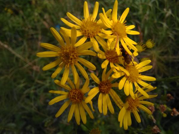 Senecio erucifolius