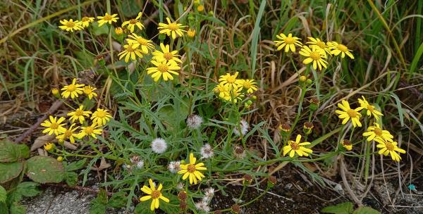 Senecio squalidus