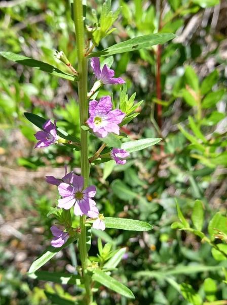 Lythrum junceum