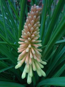 Common Red-hot Poker
