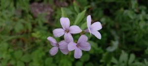 Coralroot