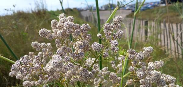 Lepidium latifolium