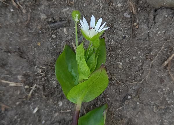 Stellaria neglecta