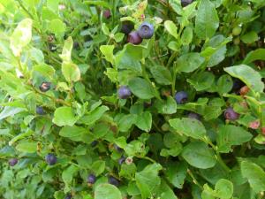 Bilberry