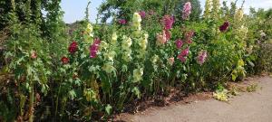 Common Hollyhock