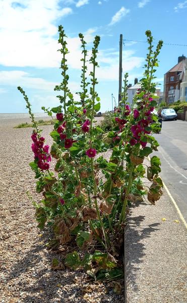 Common Hollyhock: Information, Growing Tips and Care Guide