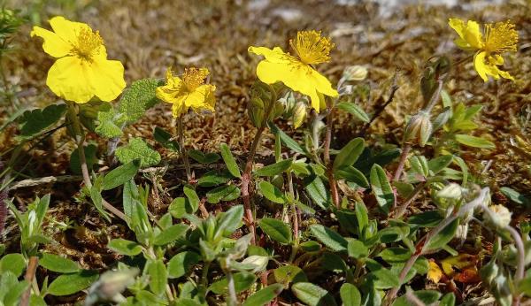 Helianthemum nummularium