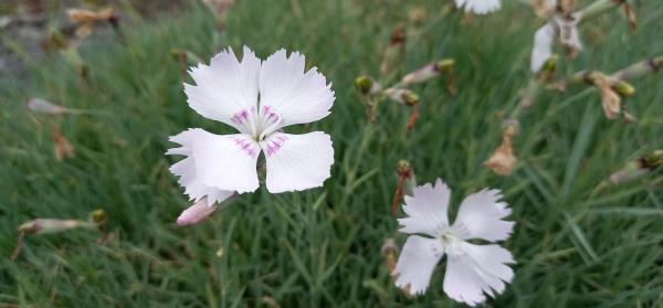 Dianthus plumarius
