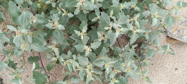 Atriplex laciniata