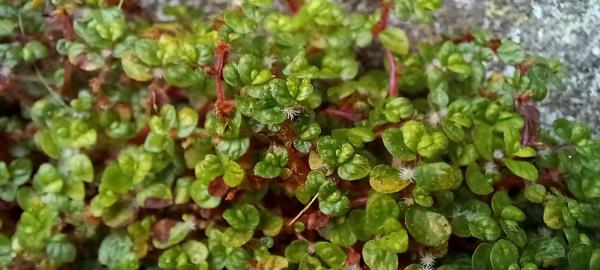 Soleirolia soleirolii