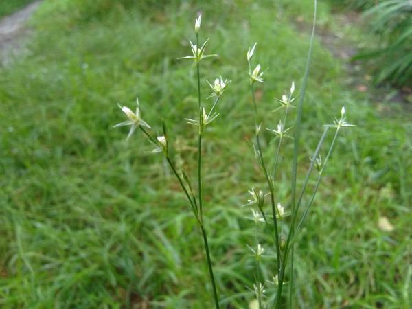 Juncus bufonius