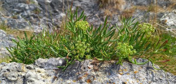 Crithmum maritimum