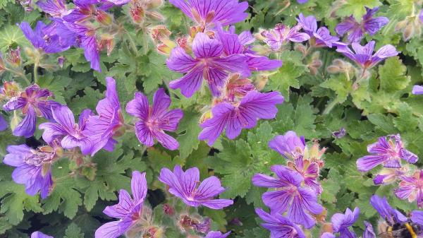 Geranium bohemicum