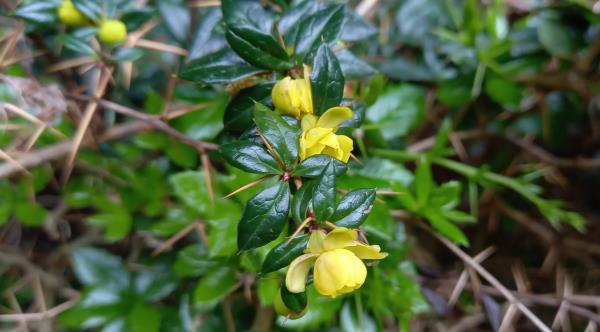 Berberis verruculosa