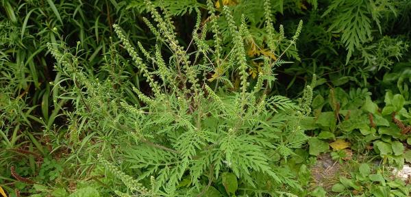 Artemisia artemisiifolia