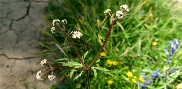 Sanicula europaea