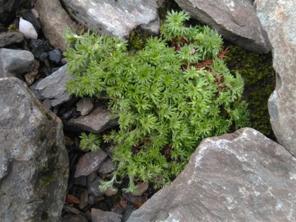 Saxifraga hypnoides