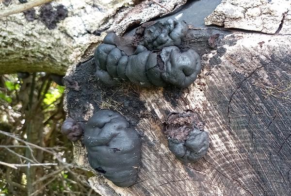Daldinia concentrica