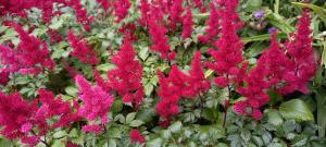 Red False Buck's Beard