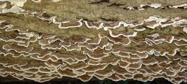 Trametes versicolor