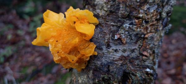 Tremella mesenterica