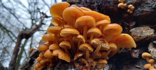 Flammulina velutipes