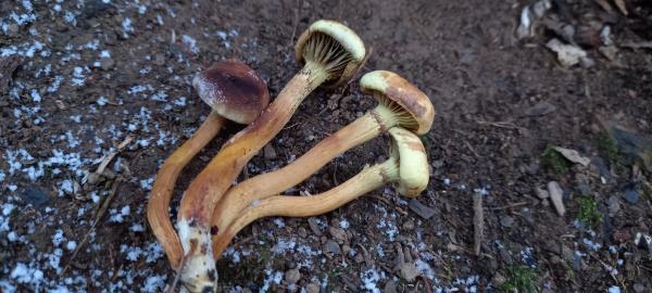 Hypholoma fasciculare