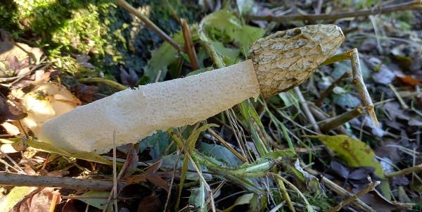 Phallus impudicus