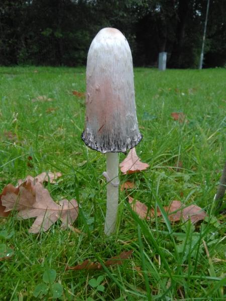 Coprinus comatus