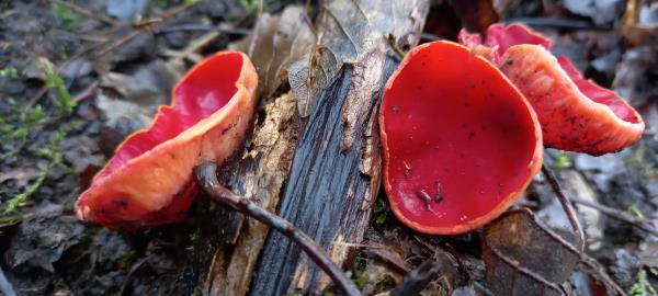 Sarcoscypha austriaca