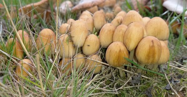Coprinellus micaceus