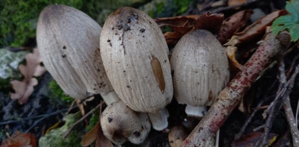 Coprinopsis atramentaria