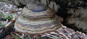 Hoof Fungus