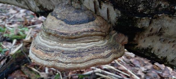 Fomes fomentarius