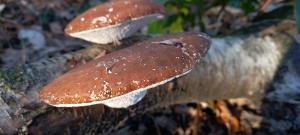 Birch Polypore