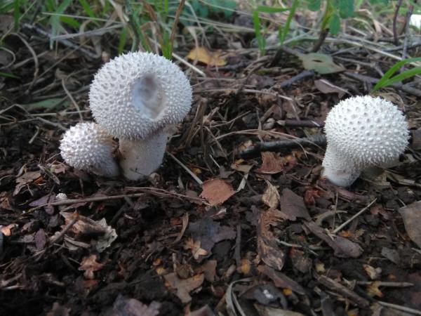 Lycoperdon perlatum