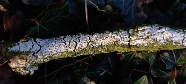 Hyphodontia sambuci