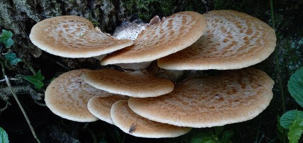 Polyporus squamosus
