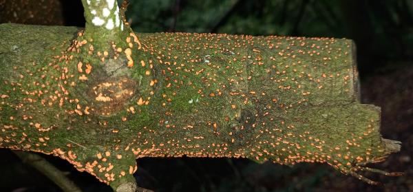 Nectria cinnabarina