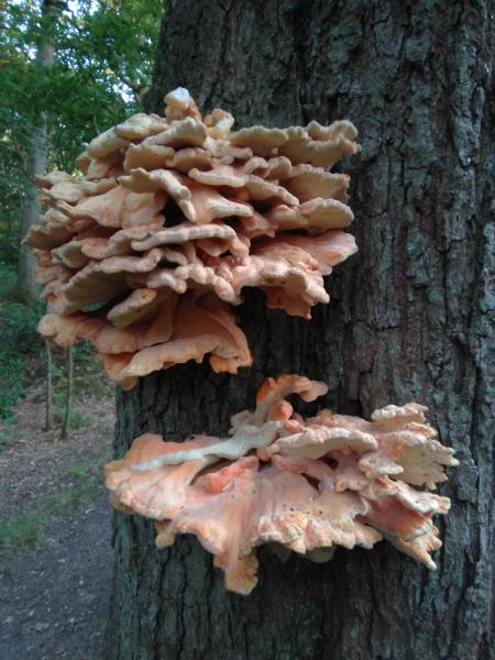 Laetiporus sulphureus
