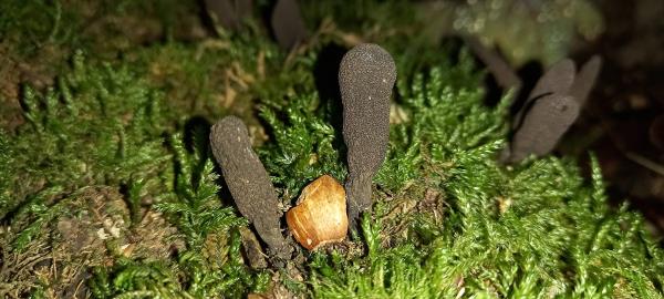 Xylaria polymorpha